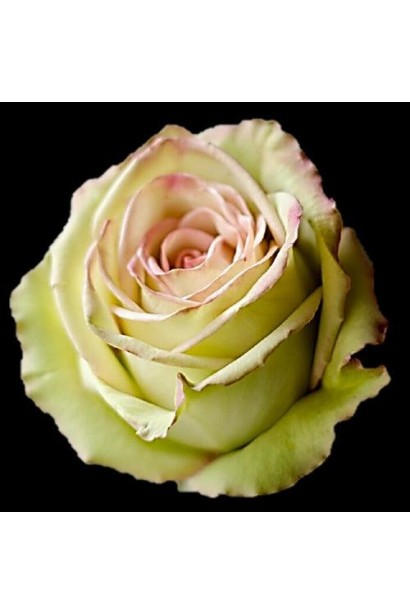 Бутон розы Грин Фэшн – кремово-салатовые лепестки с красно-коричневым ободком